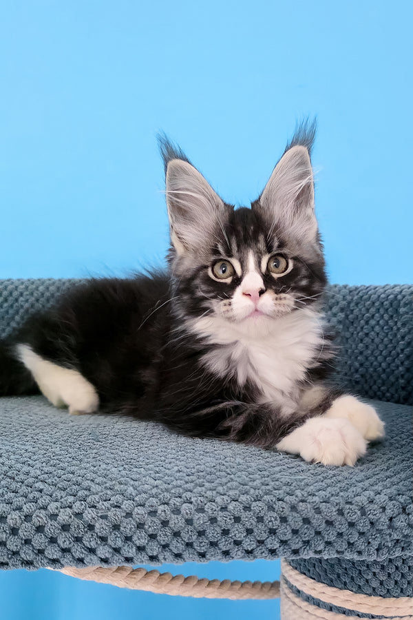 Pirat | Maine Coon Kitten