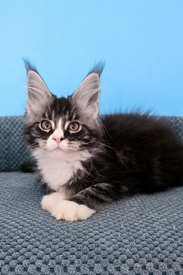 Pirat | Maine Coon Kitten