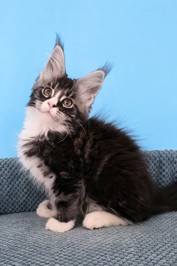 Pirat | Maine Coon Kitten