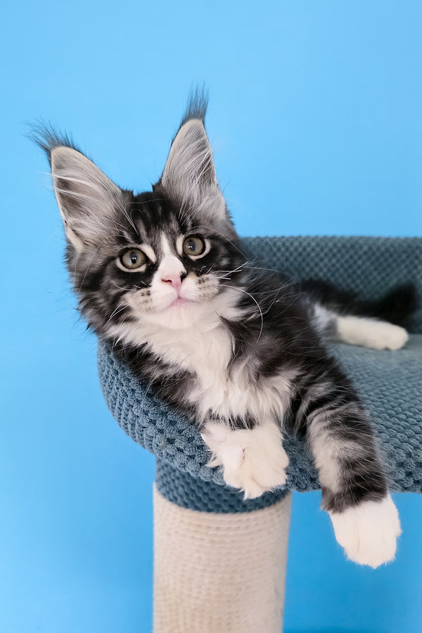 Pirat | Maine Coon Kitten