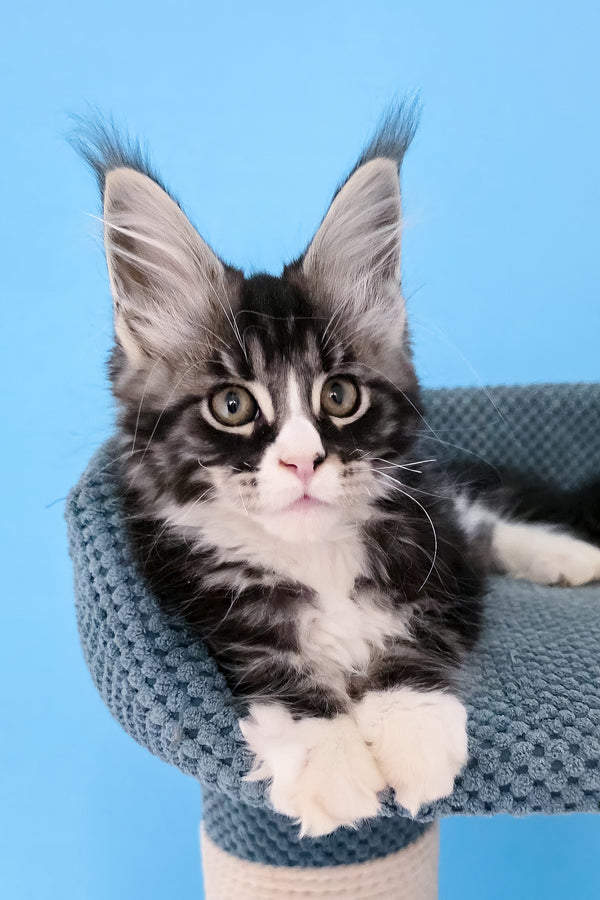 Pirat | Maine Coon Kitten