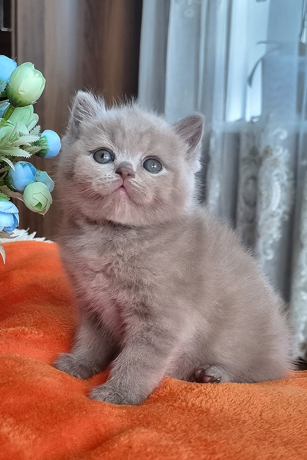 Piter | British Shorthair Kitten