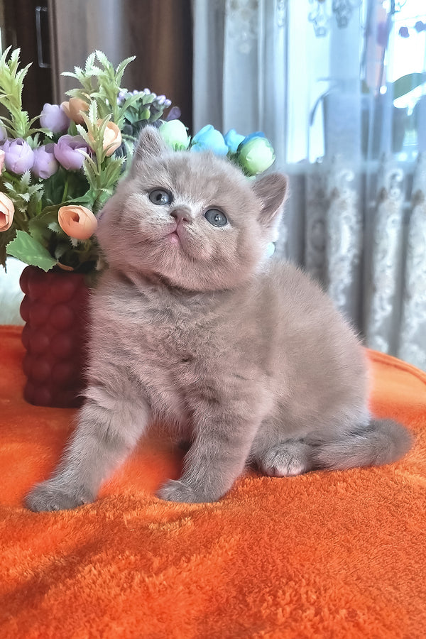 Piter | British Shorthair Kitten