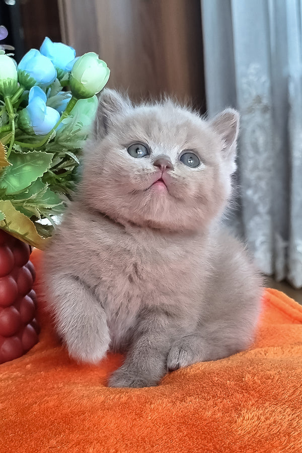 Piter | British Shorthair Kitten