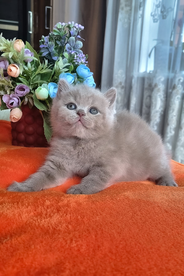 Piter | British Shorthair Kitten