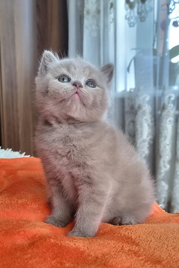 Piter | British Shorthair Kitten