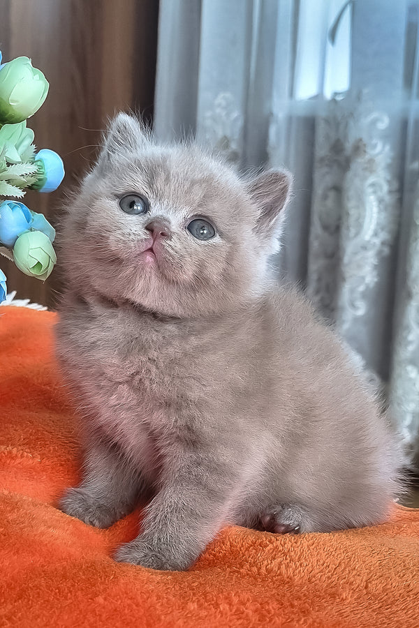Piter | British Shorthair Kitten