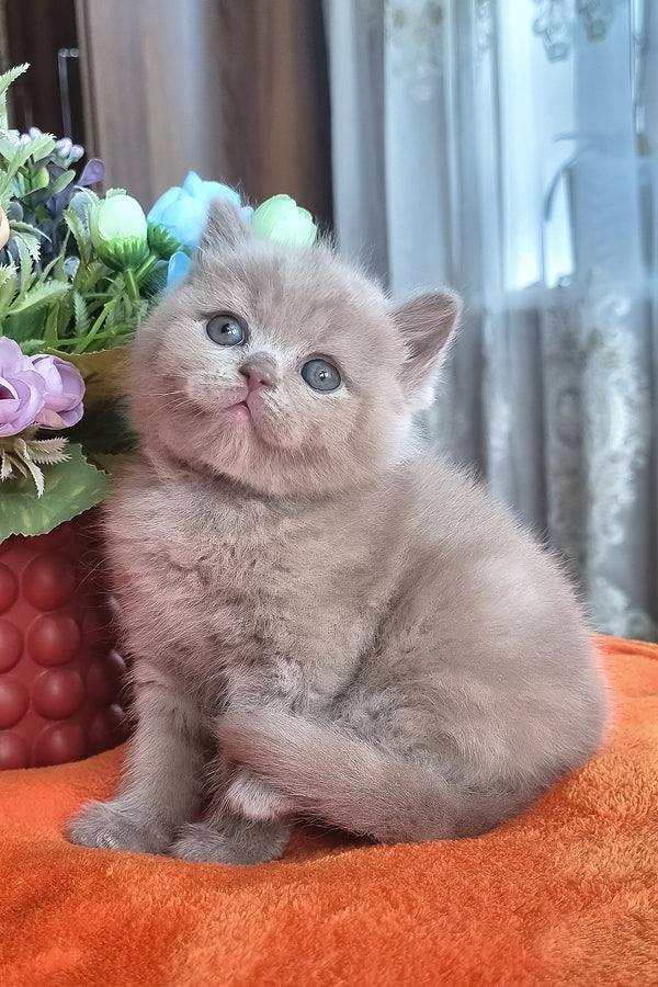 Piter | British Shorthair Kitten