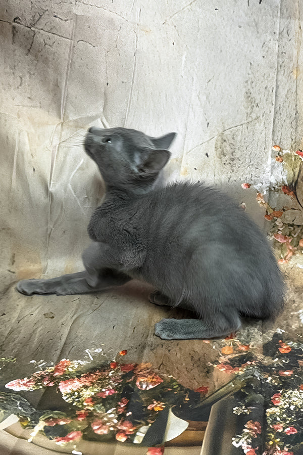 Piter | Russian Blue Kitten