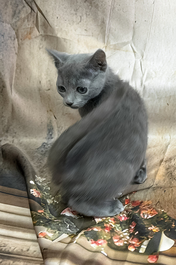 Piter | Russian Blue Kitten