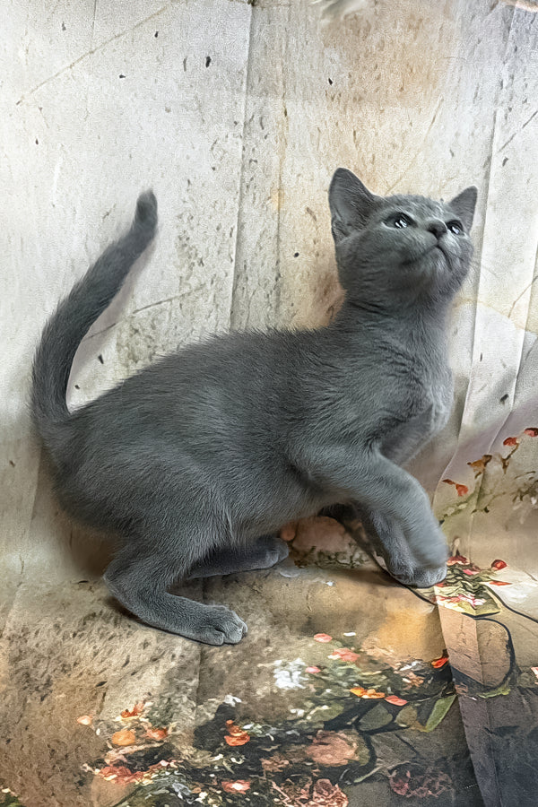 Piter | Russian Blue Kitten