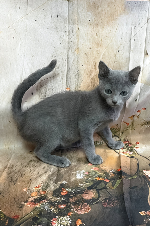 Piter | Russian Blue Kitten