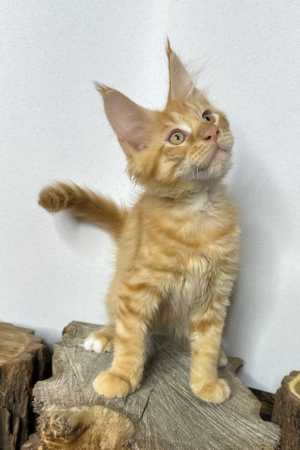 Pixel | Maine Coon Kitten