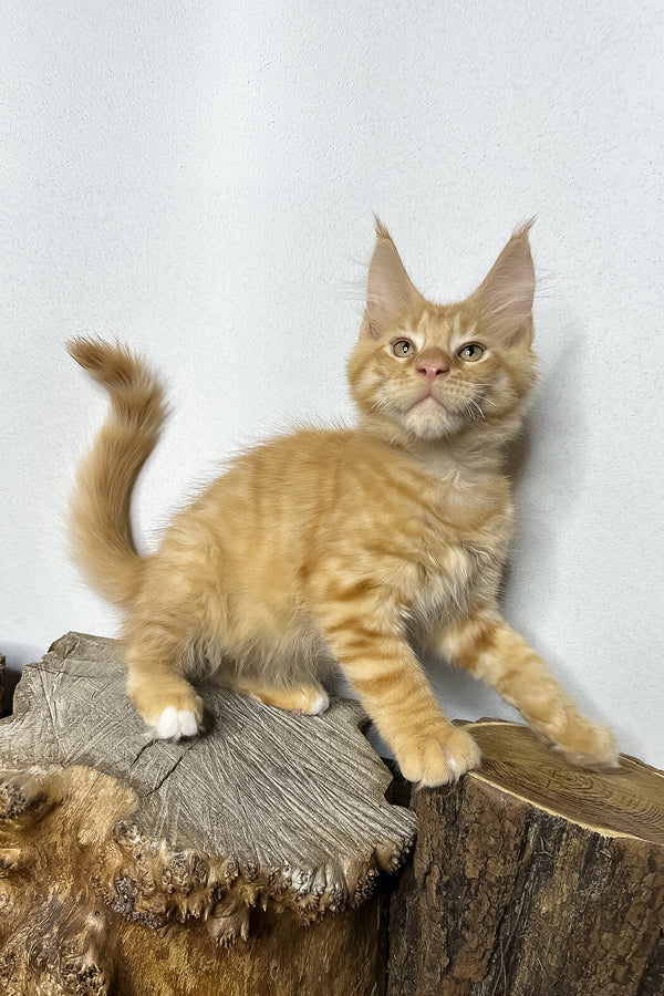 Pixel | Maine Coon Kitten