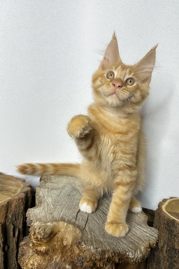 Pixel | Maine Coon Kitten