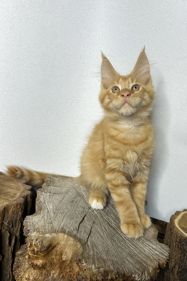 Pixel | Maine Coon Kitten