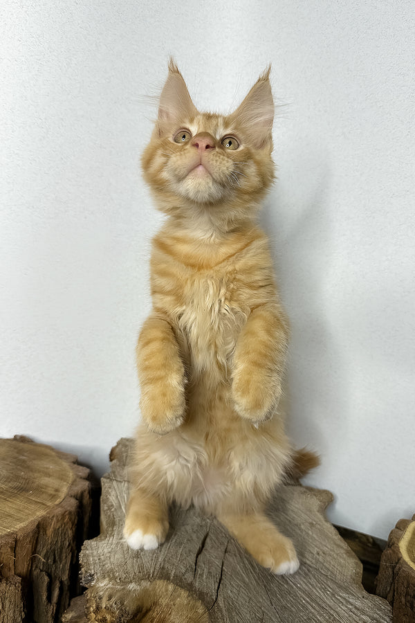 Pixel | Maine Coon Kitten