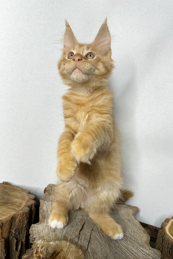 Pixel | Maine Coon Kitten