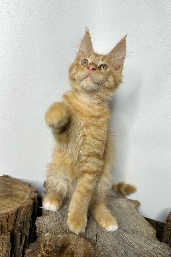 Pixel | Maine Coon Kitten