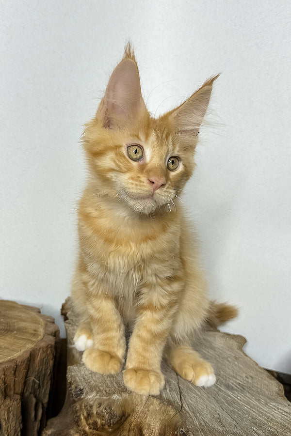 Pixel | Maine Coon Kitten