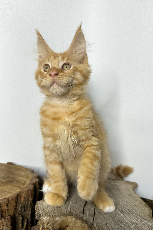 Pixel | Maine Coon Kitten