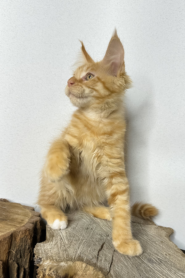 Pixel | Maine Coon Kitten