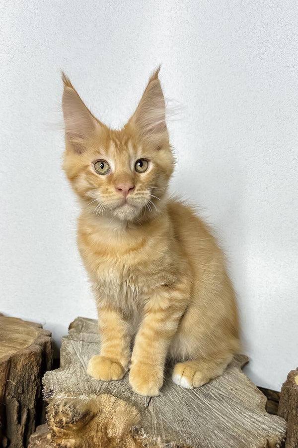 Pixel | Maine Coon Kitten