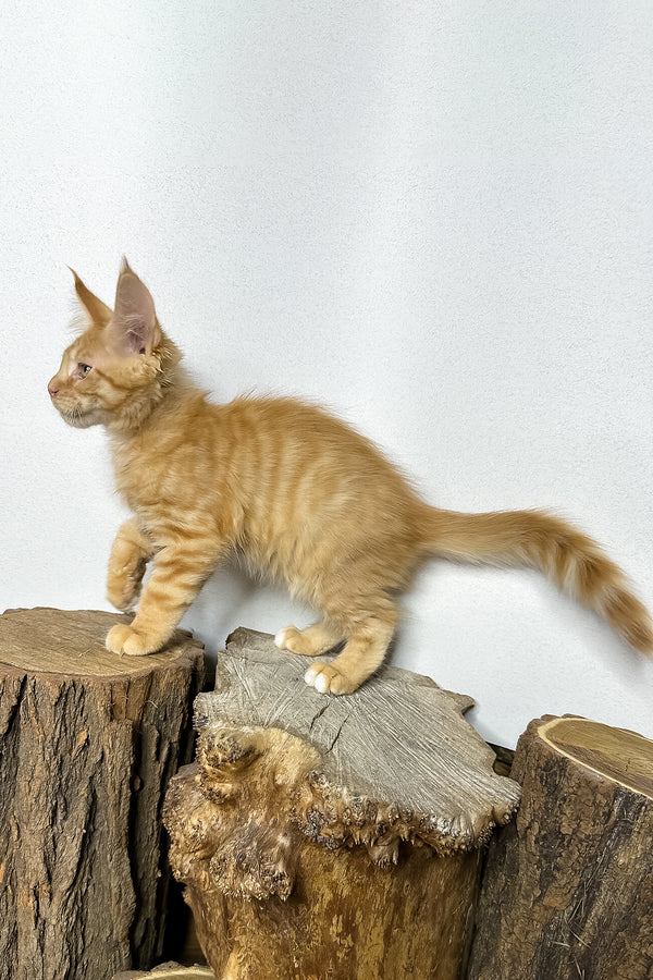Pixel | Maine Coon Kitten