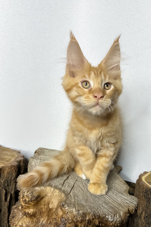 Pixel | Maine Coon Kitten