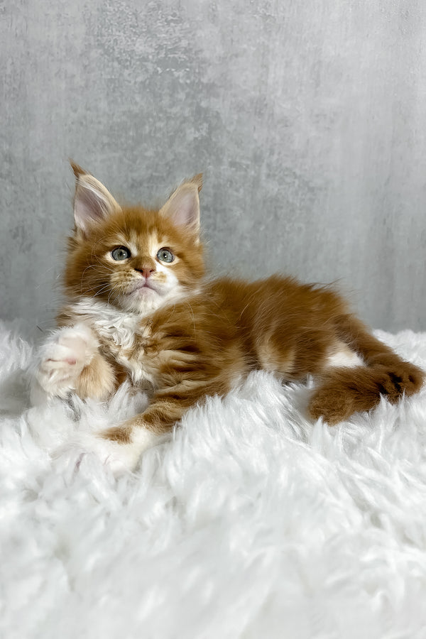 A fluffy orange and white maine coon kitten with striking green eyes lounges on a soft plush white rug purebred kitties