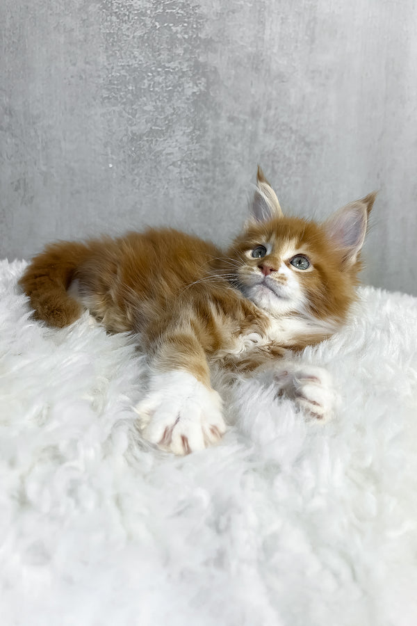 Polar maine coon kitten with fluffy orange and white fur and blue eyes lounging on plush white blanket perfect for purebred kitties