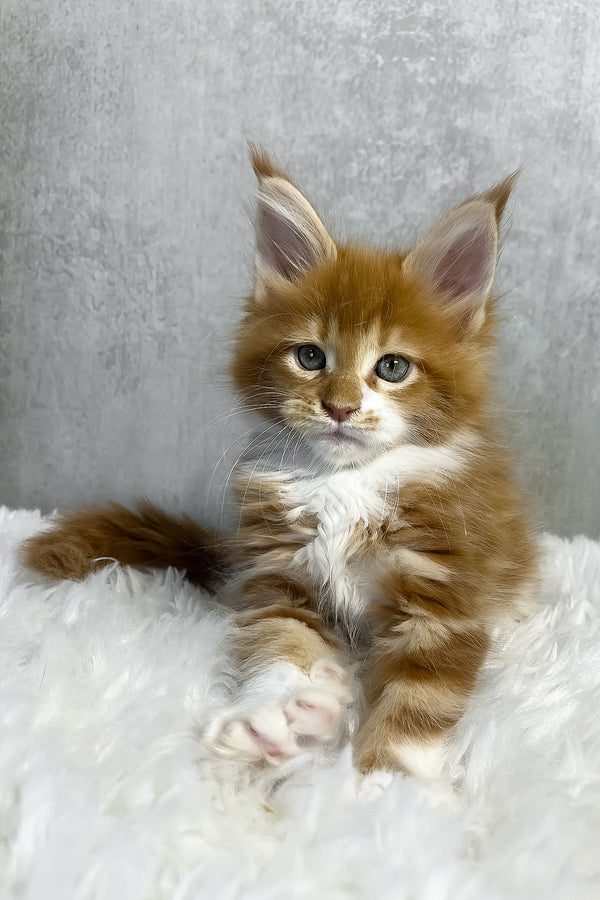 A fluffy orange and white maine coon kitten with blue eyes sits on a soft white rug perfect for purebred kitties fans