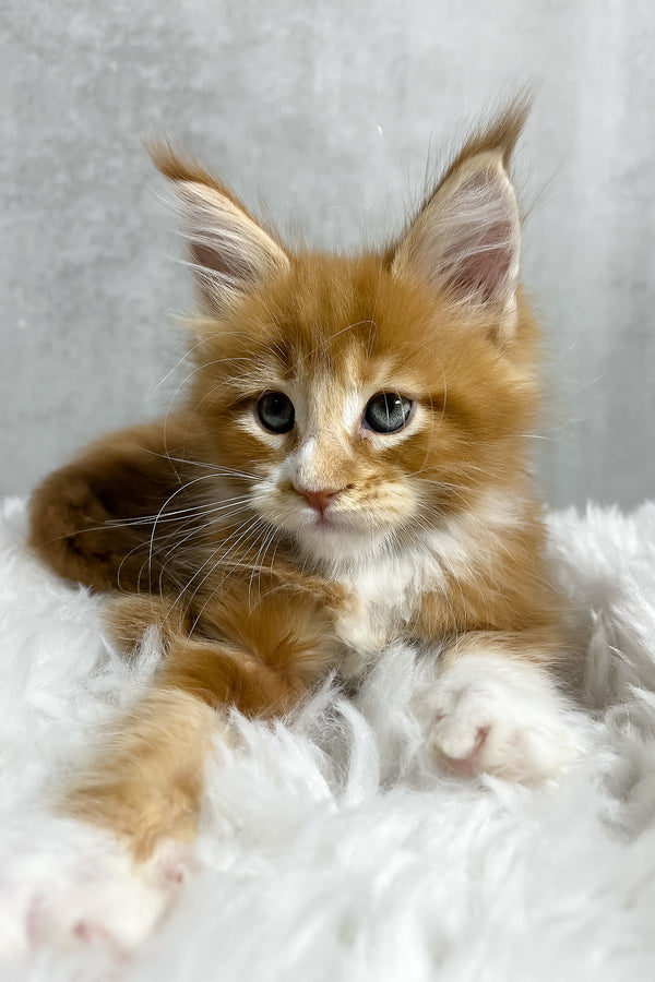 A fluffy orange and white maine coon kitten with blue eyes resting on a soft plush white blanket in polar style