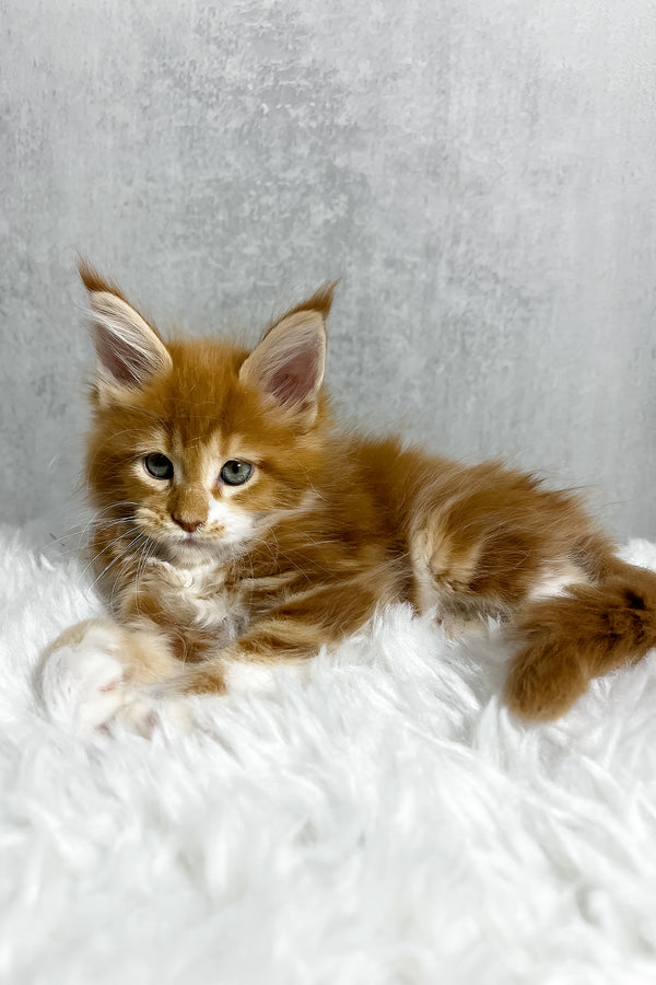 A fluffy orange and white maine coon kitten with striking blue eyes rests on a soft white plush surface