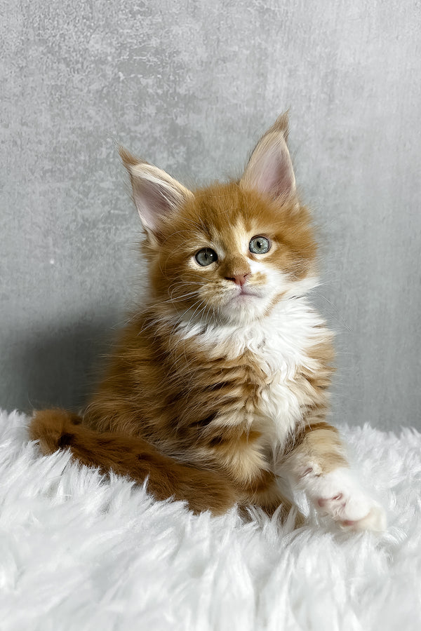 A fluffy orange and white purebred maine coon kitten with green eyes sitting on a soft white rug in polar style