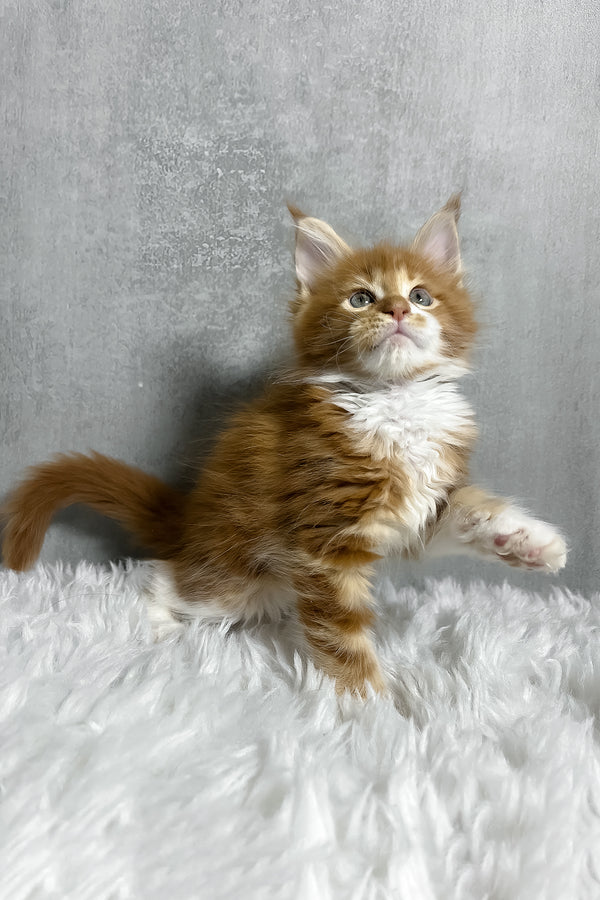 Polar maine coon fluffy orange and white classic tabby kitten with blue eyes on soft plush white rug purebred kitties