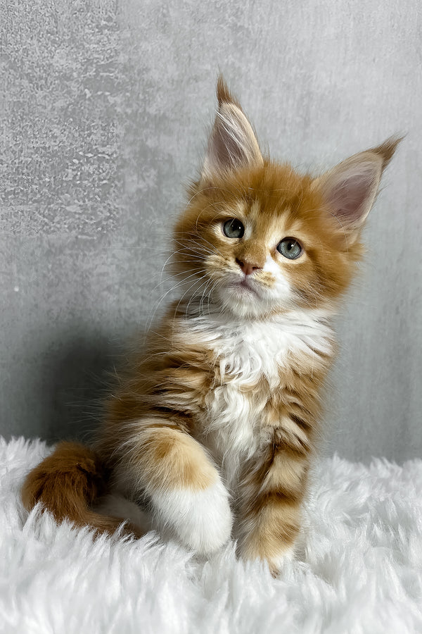 A fluffy orange and white maine coon kitten with blue eyes sitting on a soft white rug purebred kitties