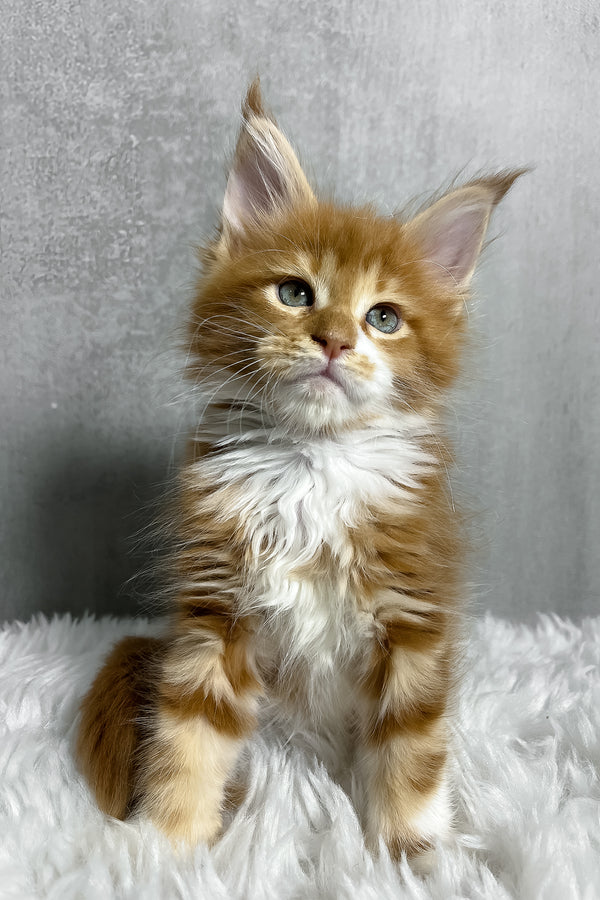 A fluffy orange and white maine coon kitten with blue eyes sits on a plush surface featuring purebred kitties charm