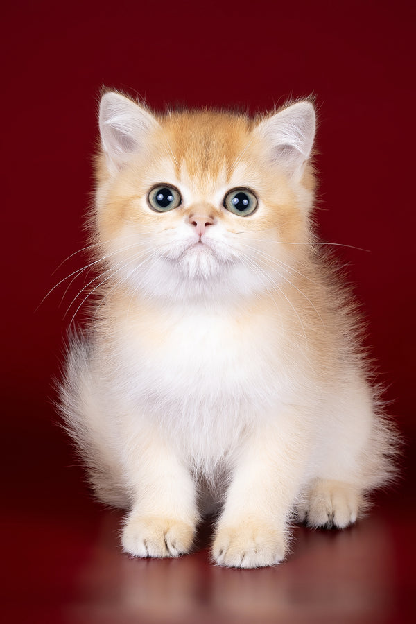 Polli | British Shorthair Kitten