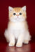 Polli | British Shorthair Kitten