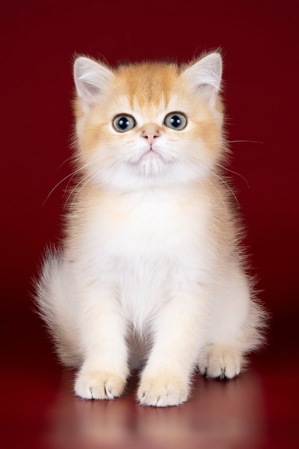 Polli | British Shorthair Kitten