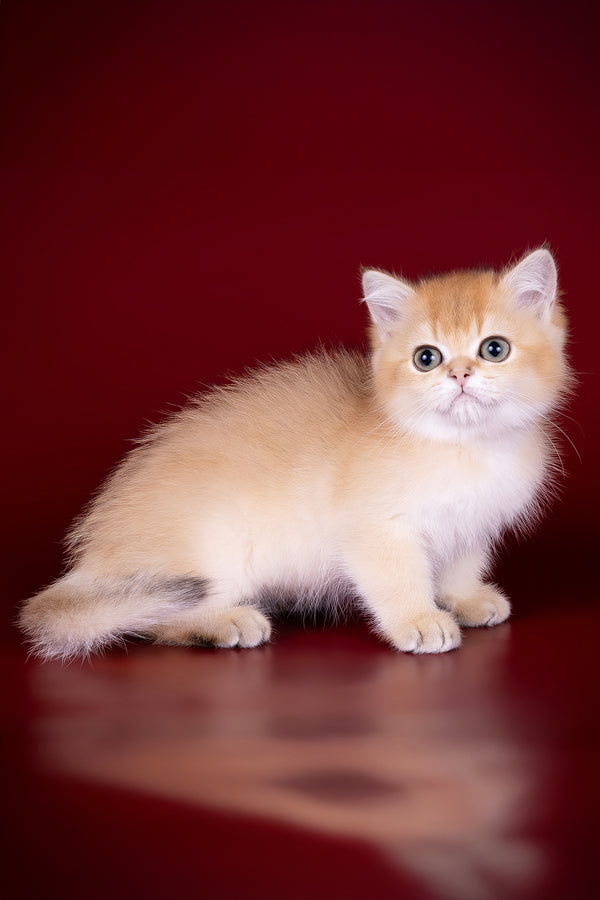 Polli | British Shorthair Kitten