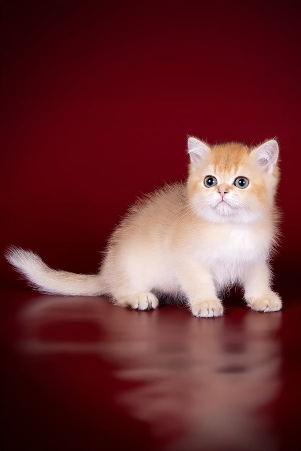 Polli | British Shorthair Kitten