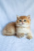 Polli | British Shorthair Kitten