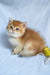 Polli | British Shorthair Kitten