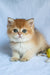 Polli | British Shorthair Kitten