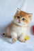Polli | British Shorthair Kitten