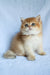 Polli | British Shorthair Kitten