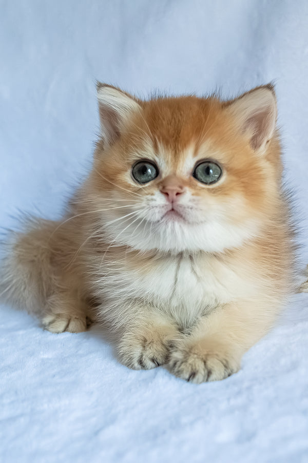 Polli | British Shorthair Kitten