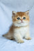 Polli | British Shorthair Kitten